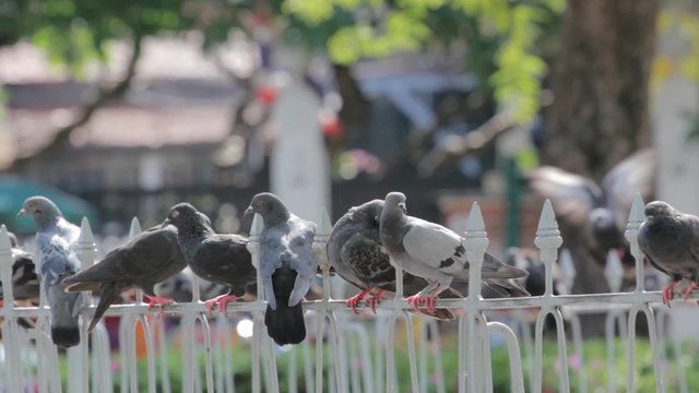 Pigeons on the metal fence