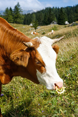 Freely grazing domestic and healthy cow
