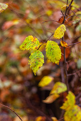 yellow autumn leaves