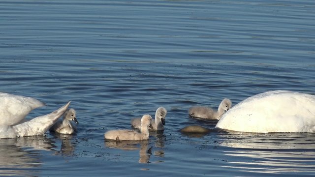 swan with cygnets swimming in the lake and search feed