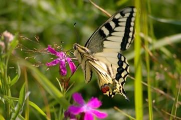 elo-black butterfly