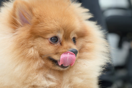 pomeranian dog cute pets hungry food, closeup face image