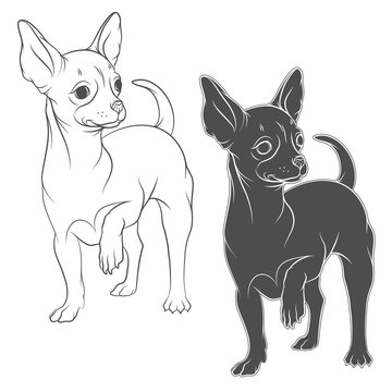 Vector drawing of a chihuahua. Isolated objects on a white background.