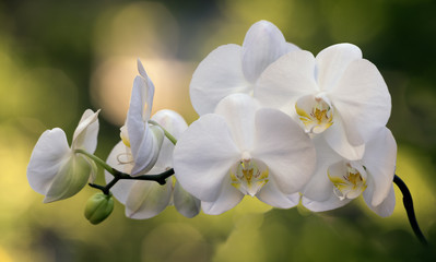 The branch of orchids in the garden