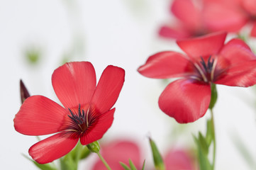Flax (Linum grandiflorum) flowers