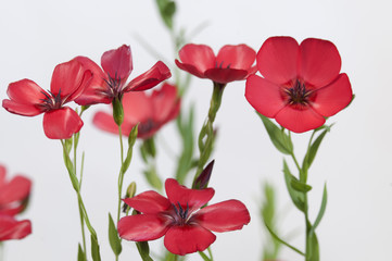 Flax (Linum grandiflorum) flowers