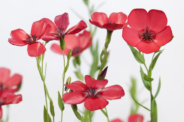 Flax (Linum grandiflorum) flowers