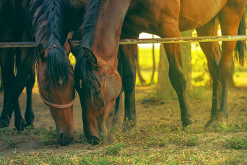 Pair of brown arabian horses grazing