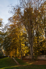 Fototapeta na wymiar Gli alberi ed i colori dell'autunno