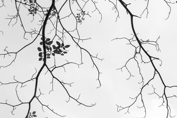 black and white of dry twigs