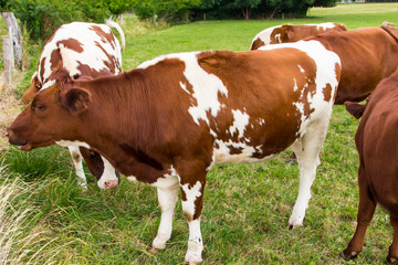 Obraz premium cows in the field in green meadow farm
