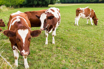 Fototapeta na wymiar cows in the field in green meadow farm