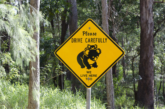 Koala road sign in Australia