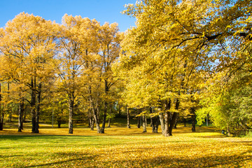 Naklejka premium Beautiful autumn park