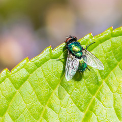 Greenbottle On Green