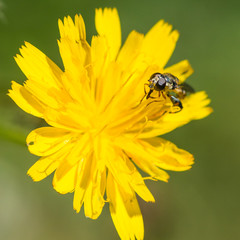 Coreopsis Collector