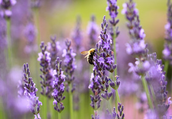 Obraz premium Lavender field