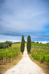 Fototapeta na wymiar Beautiful cypress trees between vineyards in Tuscany