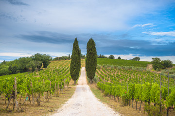Beautiful cypress trees between vineyards in Tuscany