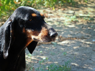 Italian bloodhound, female, standing on a field