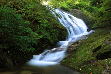 Fototapeta na wymiar Stream waterfall in rainforest, Chiang Mai, Thailand