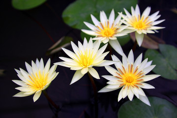 Beautiful thai lotus flower in lotus Pond