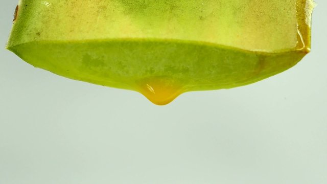 Aloe, Saft tropft aus Blatt