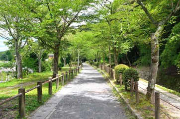 Fototapeta na wymiar 京都　哲学の道