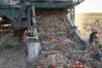 Cosechando tomate. Cosechadora y tractor con remolque recogiendo el tomate. Trabajo en el campo.