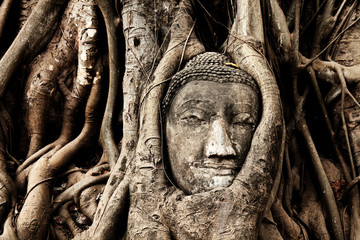 Head of Buddha under a fig tree, Ayutthaya