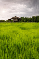 Fototapeta na wymiar The rice fields