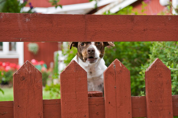 Jack Russell Dog Behind Fence