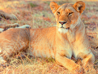Obraz na płótnie Canvas Lioness in Masai Mara