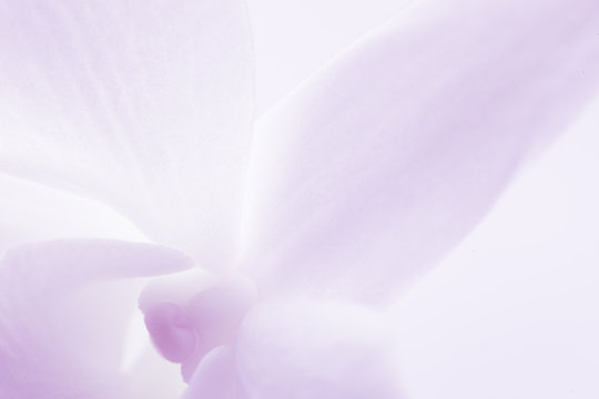 Fototapeta vivid color hydrangeas in soft color for background