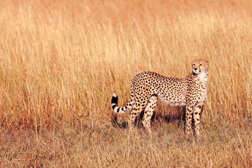 Male cheetah in Masai Mara