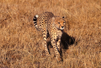 Naklejka na ściany i meble Male cheetah in Masai Mara