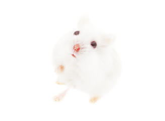 Fototapeta na wymiar White mouse in human hand