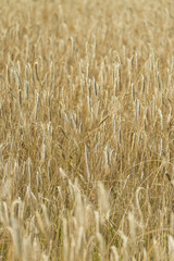 Wheat Field