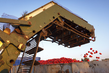 Cosechando tomate. Cosechadora y tractor con remolque recogiendo el tomate. Trabajo en el campo.
