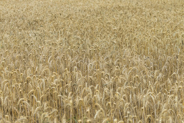 Wheat Field