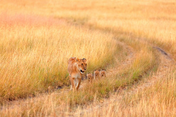 Naklejka na ściany i meble Female lion with cubs in Masai Mara