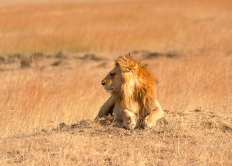 Male lion in Masai Mara