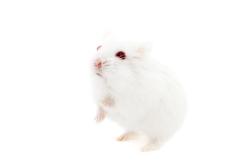 White mouse