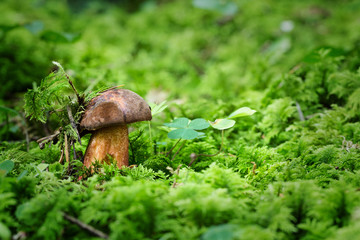 neoboletus luridiformis, Edible mushrooms with excellent taste