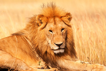 Obraz na płótnie Canvas Male lion in Masai Mara