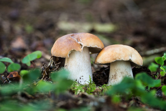 Edible mushrooms with excellent taste