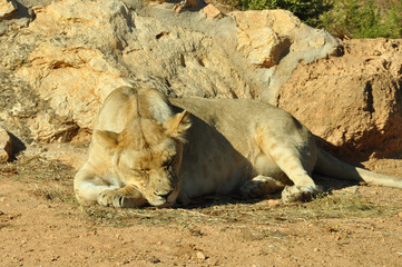 Fototapeta na wymiar sleeping lion