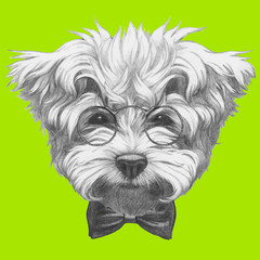 Portrait of Maltese Poodle with glasses and bow tie. Vector isolated elements.