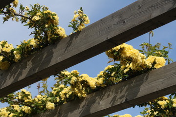 Pérgola de madera con flores amarillas