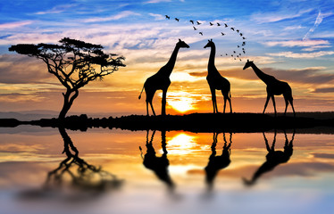 jirafas en el lago